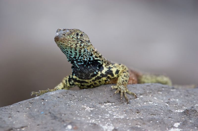 Española Lava Lizard